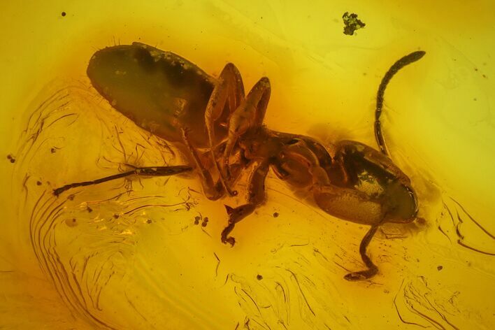 Detailed Fossil Ant and Springtail in Baltic Amber #145447